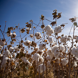 Peruvian Cotton