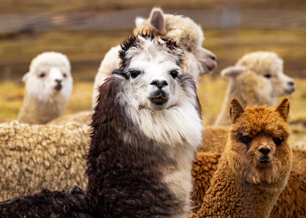 Premium Baby Alpaca Fur Hat - Alpaca to Apparel
